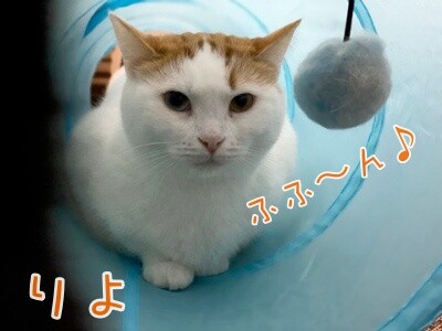 りよ242