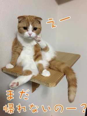 ベルビル46