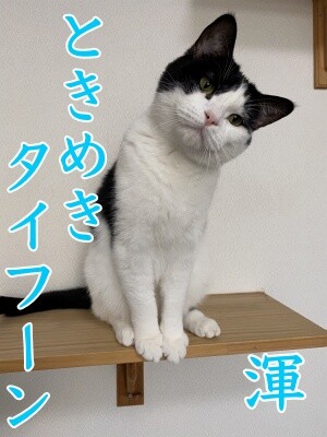2020選挙17