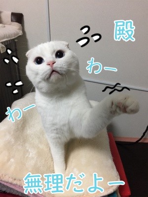 殿246
