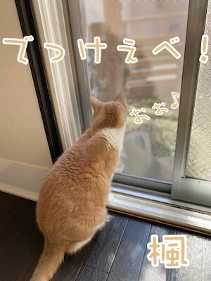 楓1403