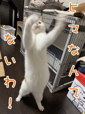 りよ215