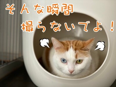 りよ36