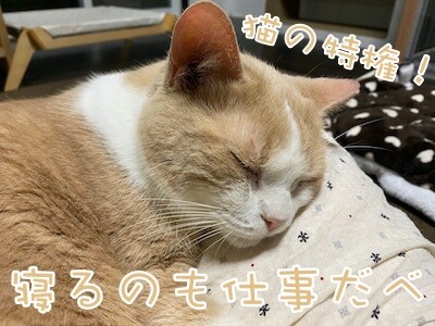 楓375