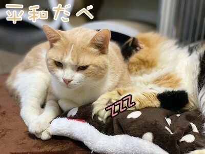 みんな1133