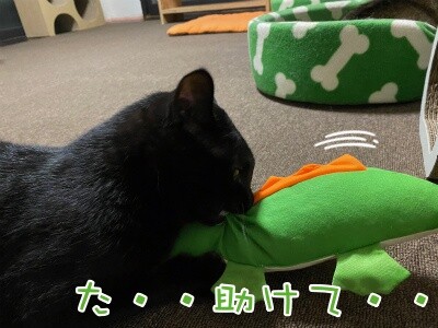 夢159