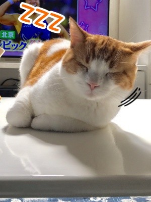 ベルビル49