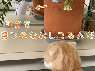 珠若590