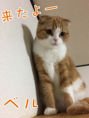 ベルビル45