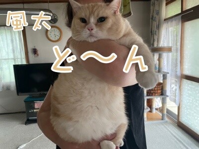 風太12