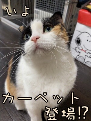 いよ346