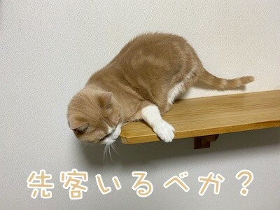 楓22