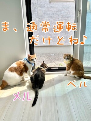 ベルビル209