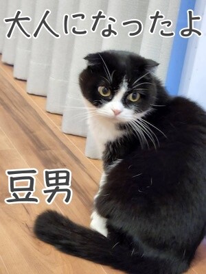 福豆31
