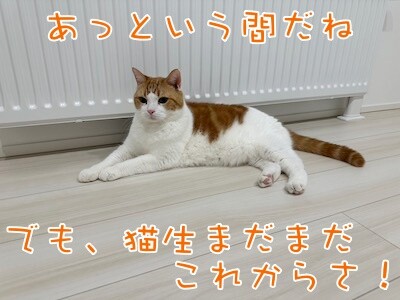 ベルビル236