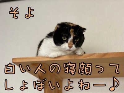 そよ251