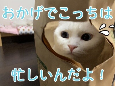 殿684
