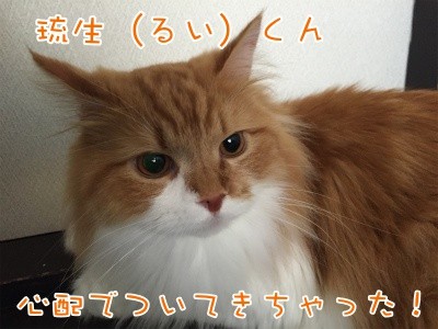 るひあ33