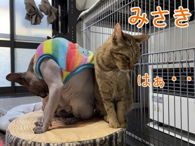 みんな1527