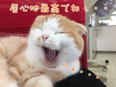珠若96