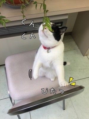 珠若246