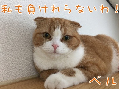 ベルビル35