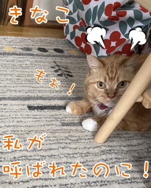 きなこ43
