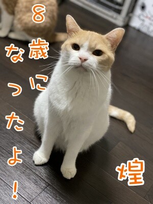 煌173