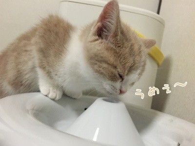 楓3
