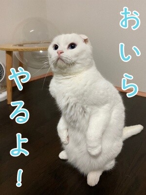 殿897