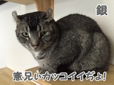 銀 (52)