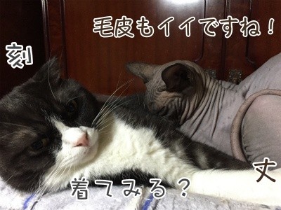 みんな372
