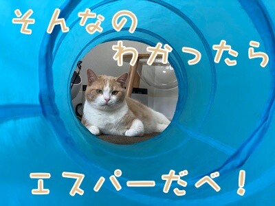 楓88