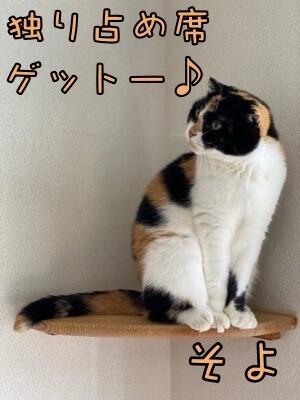 そよ234