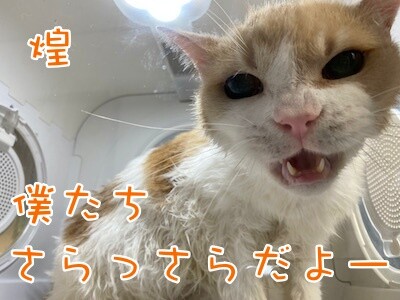 煌342