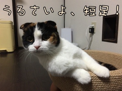 いよ40