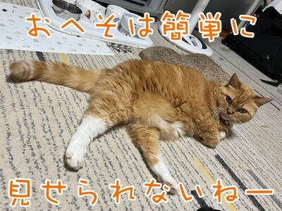 きなこ77