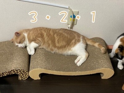 楓1172
