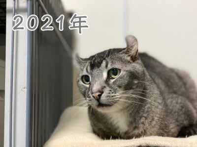 銀388