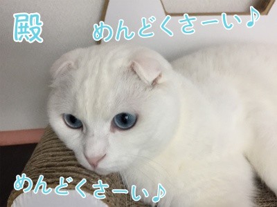 殿262