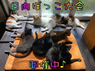 みんな449