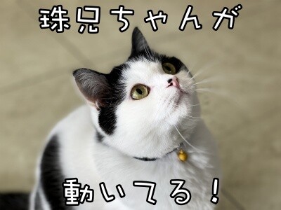 珠若549