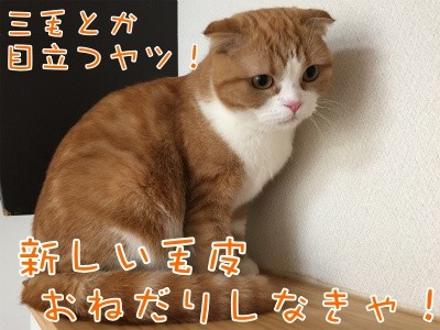 ベルビル43