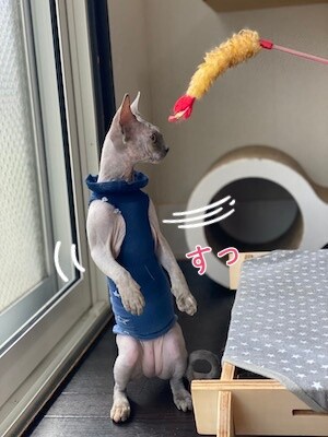喜29