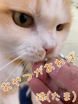 珠若802