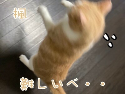 楓1309