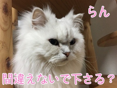 らん63