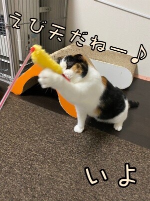 いよ409