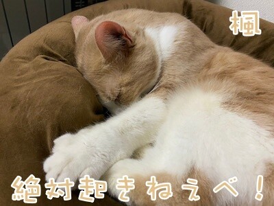 楓1329