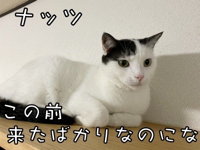 ココナッツ119